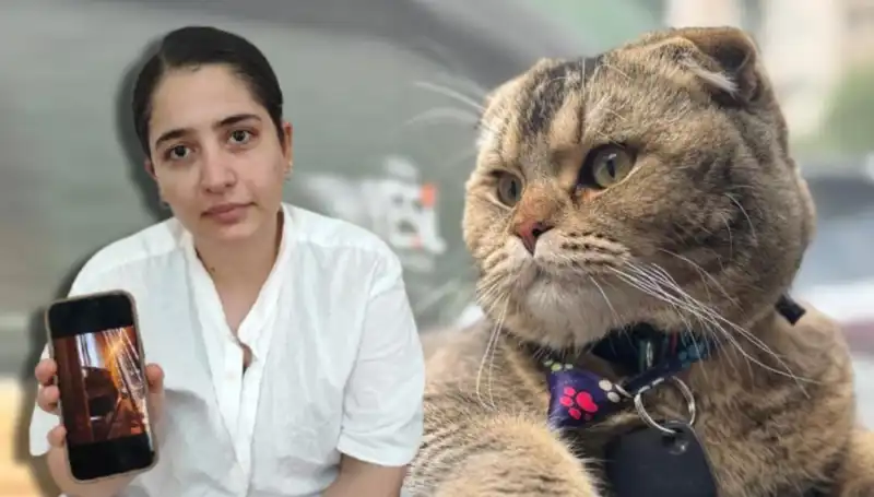 Evliliğin Kaderi: Kedi Yüzünden Boşanma Tehlikesiyle Karşı Karşıya