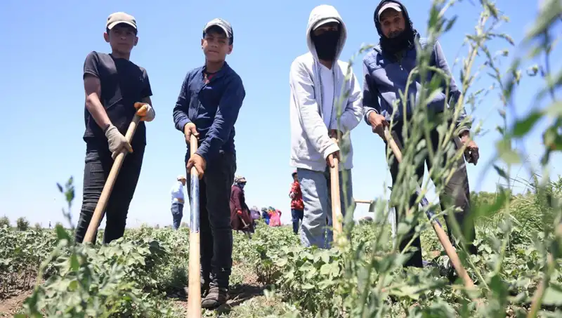 40 Derecede Çalışmanın Bedeli: 650 TL Yevmiye ile Zorlu Mesai