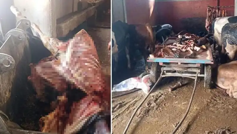 Adana'da Tarihi Yakalama: 2,5 Ton At Eti ve Dört Kurtarılan At