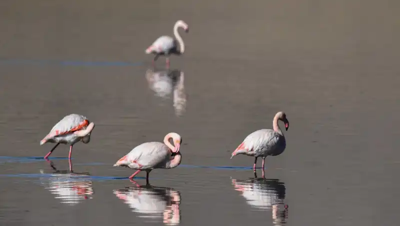 Kuş Cennetinde Kuraklık: Flamingo Nüfusu Tehlikede!