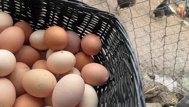Dünyanın En Ucuz Proteini: Okulların Açılması "Mayıs Çukuru" Nu Kapatacak mı?