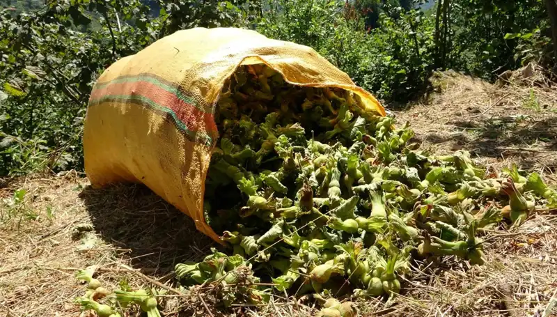 Giresun'da Fındık Hasadı Heyecanı: Üreticiler Hasat’a Hazır!