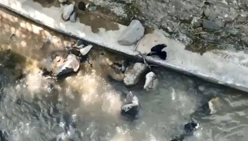 Karga ve Yılan: Doğanın En İlginç Mücadelesi Videoya Yansıdı