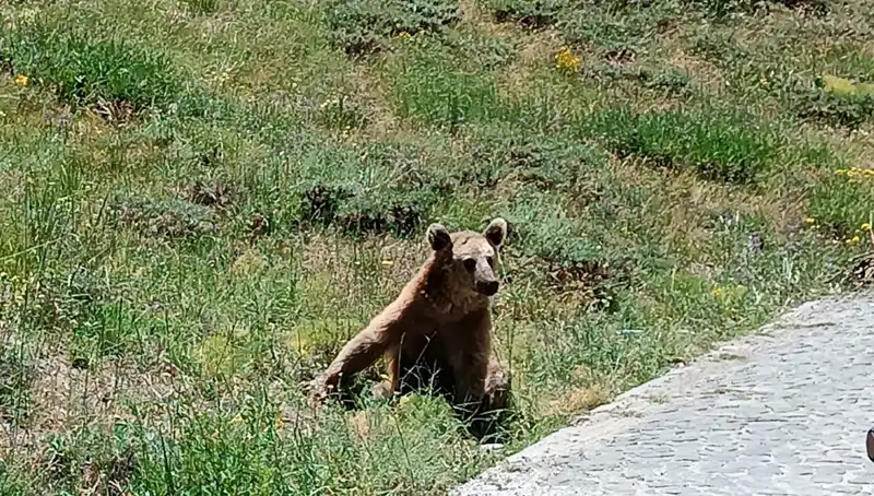 Nemrut’a Giden Vatandaşlar için Boza Uyarısı: Dikkat Edin!