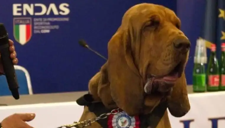 Arama Köpeğine Yapılan Suikastın Ardındaki Sır Perdesi Aralanıyor