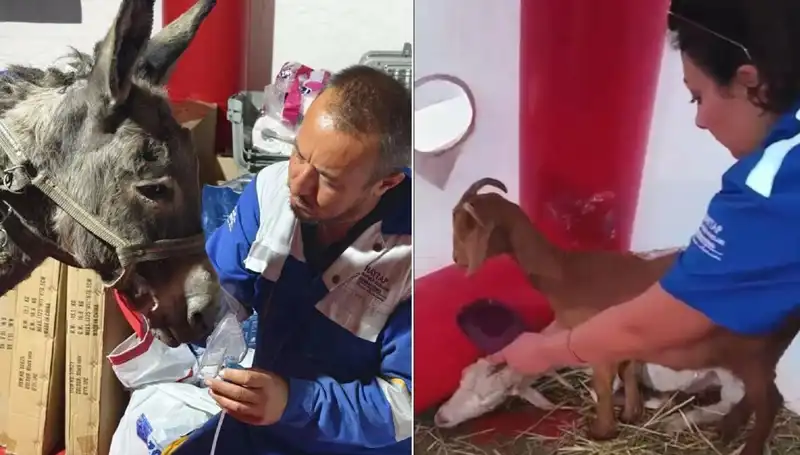 Yangından Etkilenen Eşeğe Uygulanan Oksijen Maskesi Tedavisi
