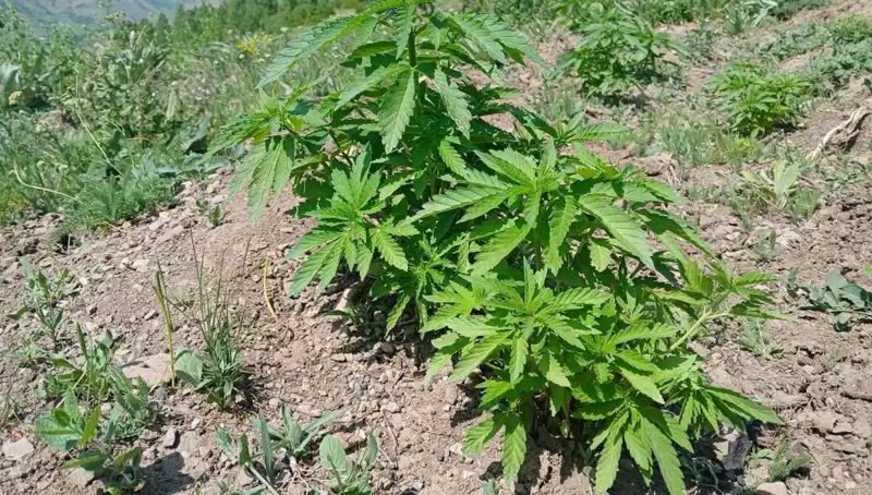 Bingöl'de Kenevir ve Kaçak Tütün Operasyonu: Yüzlerce Kilo Ele Geçirildi