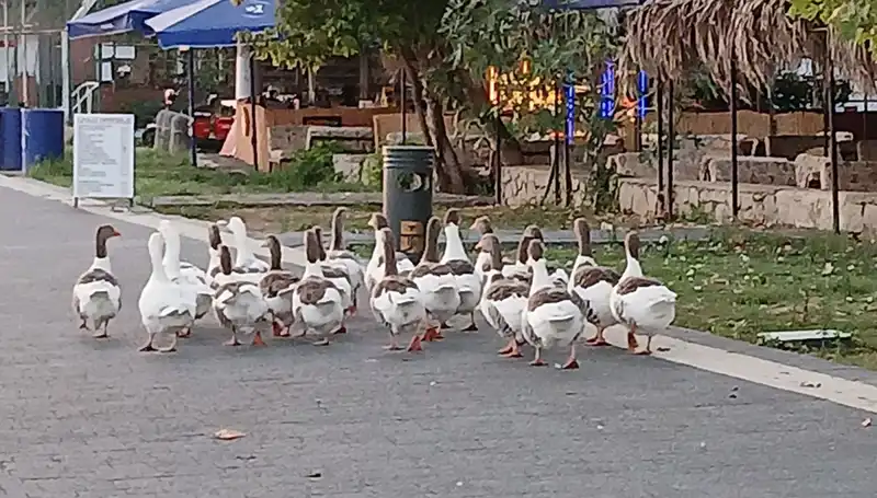 Kazların Akıbeti Denizde Yüzmeden Kümese Kapatılmalarına Bağlandı