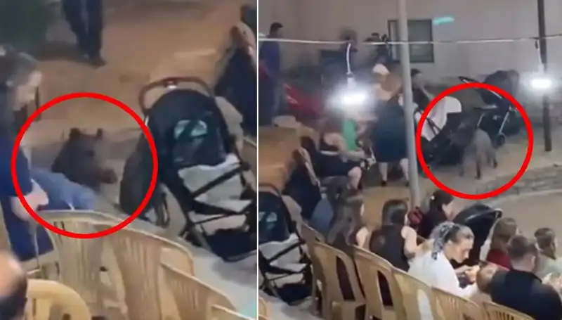 Düğün Törenine Yaban Domuzu Saldırısı: Davetliler Şaşkın ve Panik Halinde!