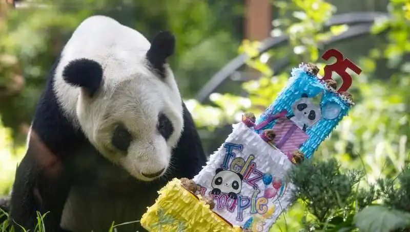 Dev Panda Xin Xin, 35. Yaşını Kutlayarak Hayranlarını Sevindirdi!