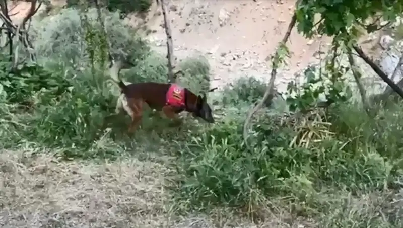 Dere Kenarına Gizlenmiş Esrarı Dedektör Köpekler Ortaya Çıkardı!