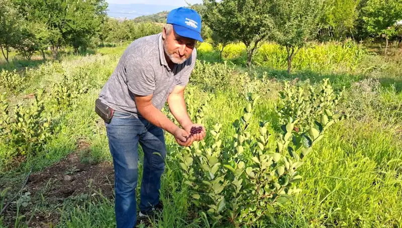 3 Yıl Önce Ektiği Fidanlar İlk Meyvelerini Verdi: Kilosu 200 Lira!