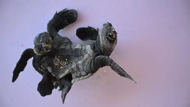 Görenler Şaşkına Dönüyor: Siyam İkizi Caretta Carettalar Bulundu!