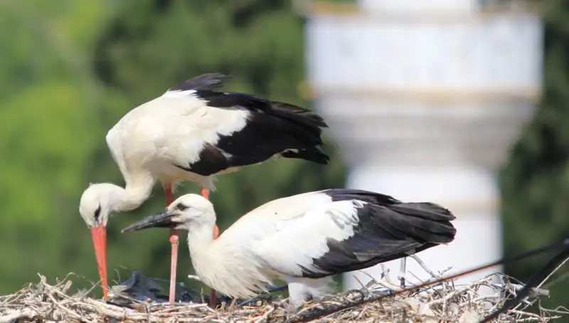 Yaren Leyleği Kıskandıracak: Leylek Köyü’ndeki 8 Kat Fazla Yuva