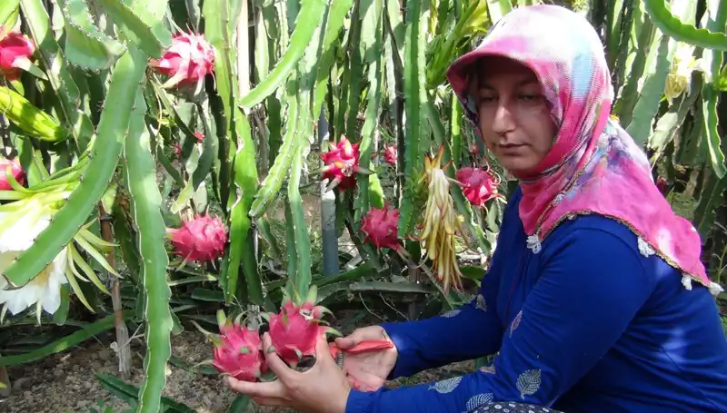 Emekli Oldu, Tropikal Meyve Pitaya Yetiştirmeye Başladı: Kilosu 200 TL