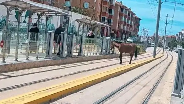 Eskişehir'de Tramvay Raylarında Başını Boşta Bırakan At Neden Şaşkınlık Yarattı?