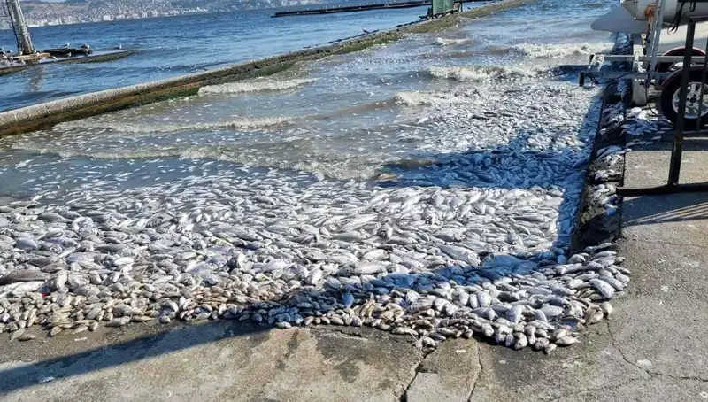 İzmir Körfezi'nde Temizlik Seferberliği ile Su Kalitesi Artacak