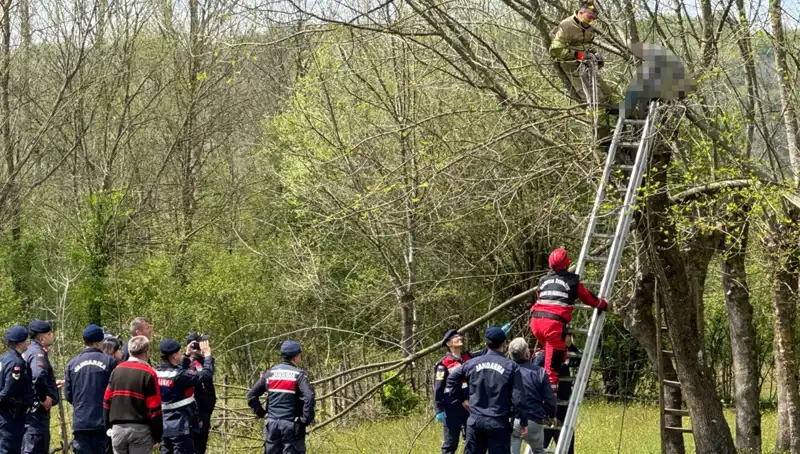 Ağaç Budarken Kalp Krizi Geçiren Adamın Son Anları: Hayat ve Üzüntü Dolu Bir Hikaye