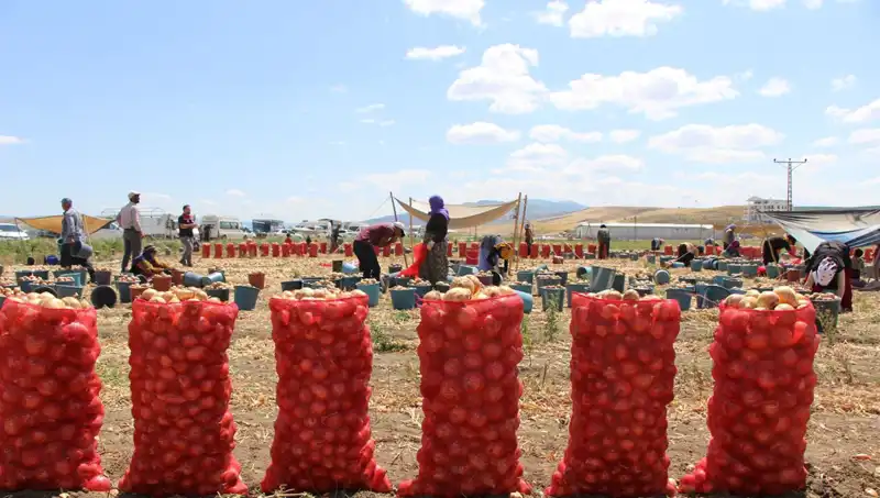 Amasya Elması, Avrupa ve Rusya'ya İhraç Ediliyor: "Elma Kadar Tatlı" Uygulaması