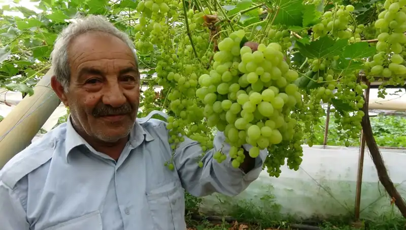 Zirai Don, Meyve Fiyatlarını Nasıl Etkiledi? İlk Çiçekler 250 TL'den Satışta!