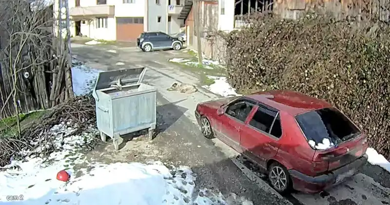 Sokaklarda Hayvan Hakları Tehlikede: Köpeği Ezip Yola Devam Eden Sürücü