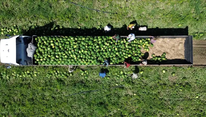 Bafra Ovası'nda 94 Bin 500 Ton Karpuz Rekoltesi ile Yeni Sezon Heyecanı
