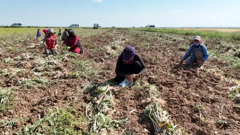 Rusya, Almanya ve İspanya'da Antibiyotik Hasatı: Sağlıkta Yeni Bir Dönem Mi?