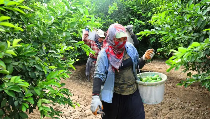 Markette Kilo Fiyatları 150 Lirayı Aştı: Yeni Hasatla Düşüş Bekleniyor!