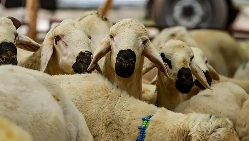 2025 Kurban Bayramı: Kurban Kesimi Farz Mı? 10 Soru ile Yanıtlıyoruz