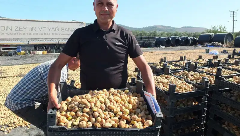 Balıkesir'de Hasat Sezonu: Çin ve Rusya Pazarına Açılan Kapılar