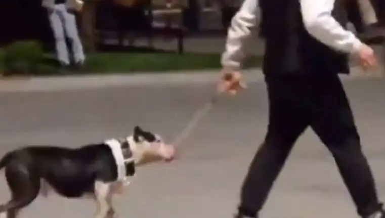 Ağızlıksız Pitbull’un Salgını: Sahibi Para Cezası İle Yüzleşiyor!