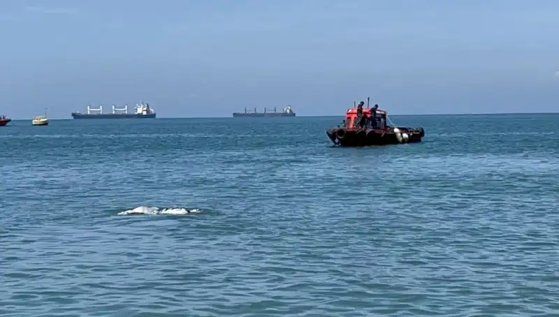 Deniz Ortasında Angus Sığırları: Şaşkınlık Yaratacak Görüntüler