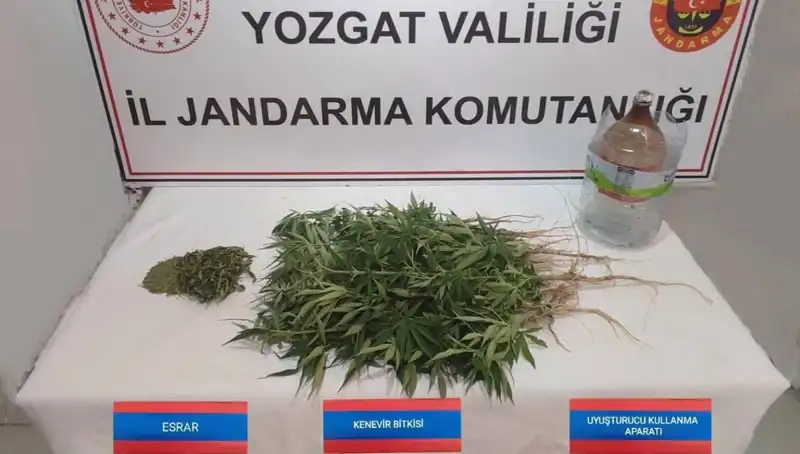 Yozgat'ta Tarihi Kenevir Yakalamaları: 40 Kök Ele Geçirildi