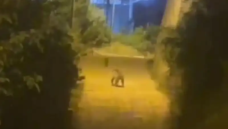 Gümüşhane’de Şehir Merkezine İnen Ayı Şaşkınlık Yarattı!